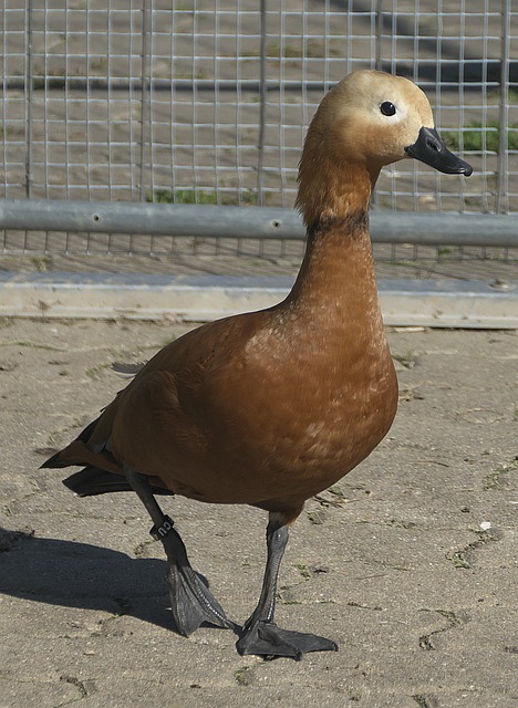 坚持归来